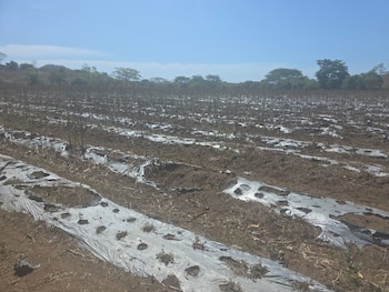 El PMA estima que al menos 500.000 personas más en Honduras podrían caer en inseguridad alimentaria por la falta de lluvias y el fenómeno de El Niño. (Oscar Ortiz)