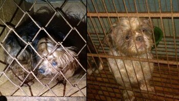 El hombre fue condenado luego