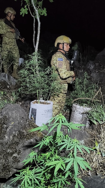 El escenario resalta las condiciones en que suelen establecerse estos cultivos ilegales en zonas rurales, aprovechando el difícil acceso y la cobertura natural para ocultarlos de las autoridades (Foto cortesía @merino_monroy).