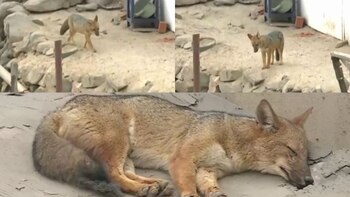 Zorrito Run Run: ¿Cuál es