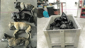 El Refugio pide tres años de prisión para 'el vampiro de Humanes' por presunto maltrato animal e intrusismo profesional