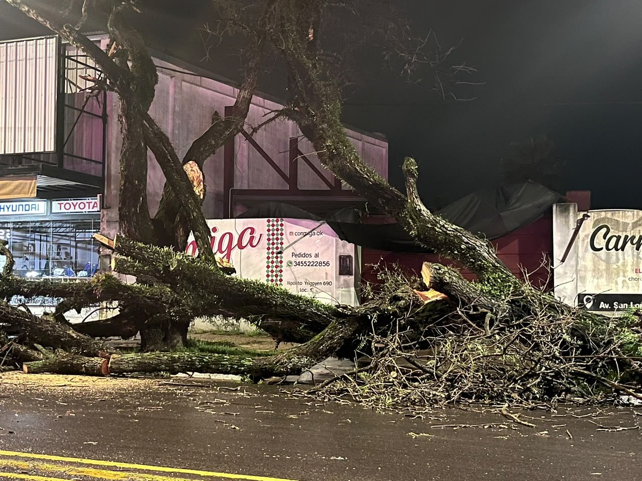 Una de las consecuencias de El Niño en Concordia: la potencia de las ráfagas de viento derribó algunos árboles (Gentileza Diario Río Uruguay)