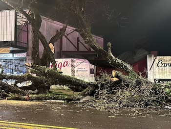 Un árbol caído y sus ramas ocupan una calle asfaltada de noche, frente a un edificio con letreros comerciales
