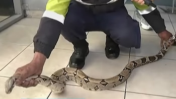 El animal, de aproximadamente dos