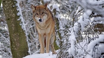 Investigadores analizan la organización de