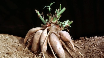 Las hojas del yacón son