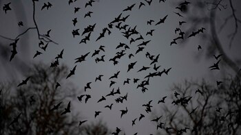 Científicos hallaron en murciélagos del