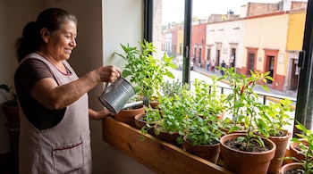 Mujer con delantal riega varias plantas en macetas de terracota sobre un alféizar de madera. Al fondo, se ve una calle con edificios coloridos.
