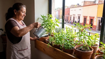 Cómo crear un mini huerto en la ventana con hierbas tradicionales mexicanas