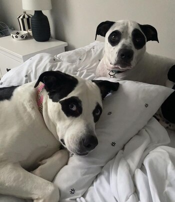 La noble labor de dos perros con cara de oso panda que ayudan a otros canes a encontrar hogares (Instagram packofpandas)