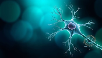 20/11/2024 Esclerosis múltiple y neurofilamentos.
SALUD