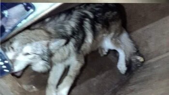 Así fue la captura del