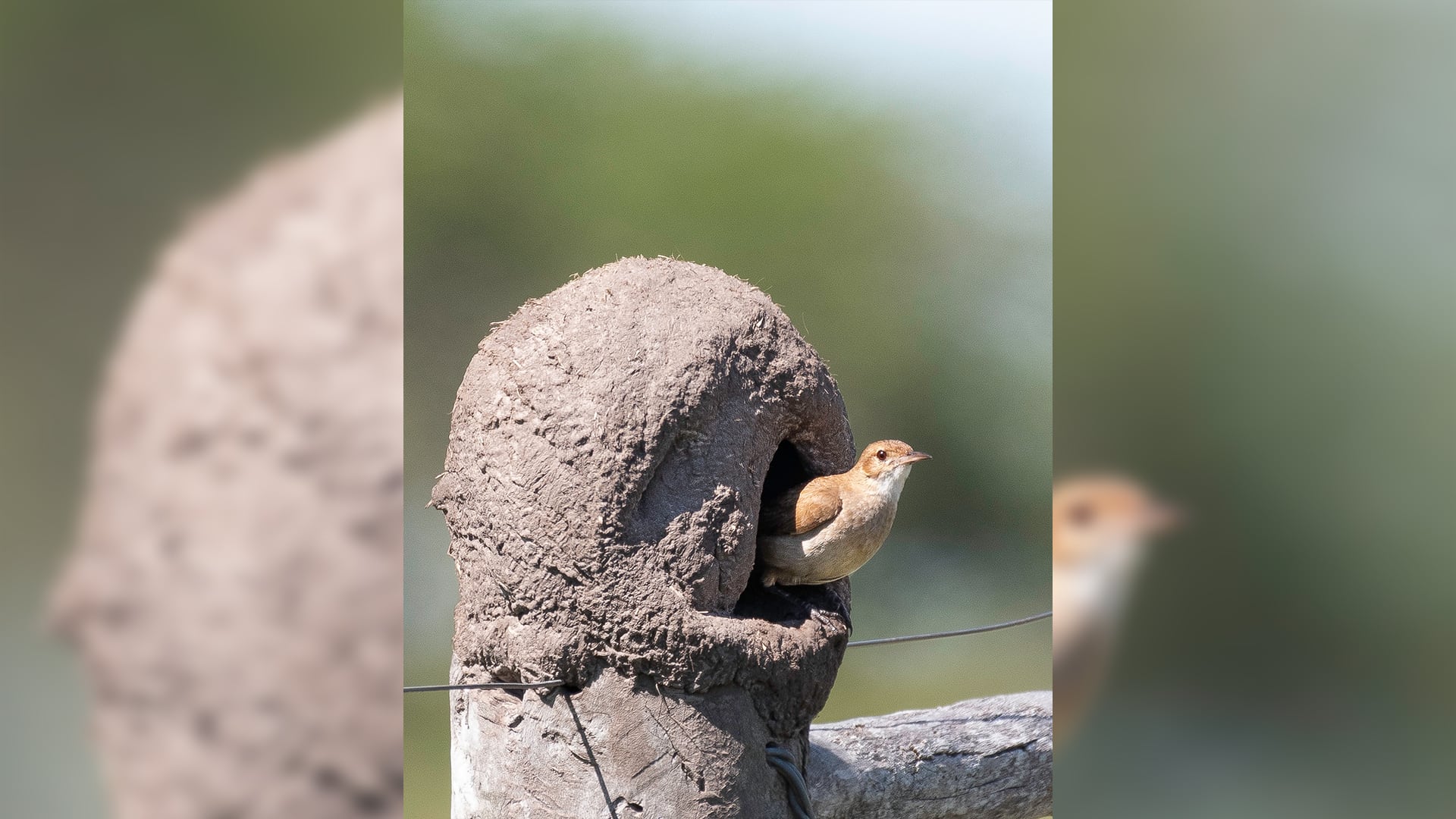 Los horneros construyen nidos de barro en forma de horno, resistentes y visibles en árboles, postes o paredes (L. Mentesana)