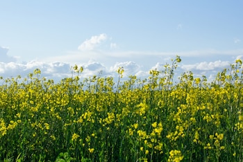 La colza registró en 2025 su mayor nivel exportador de la última década, con casi 50.000 toneladas vendidas al exterior por 27 millones de dólares (Foto: Shutterstock)