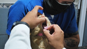 Un gato atigrado de pelaje naranja con collar rosa y placa transparente de huella es examinado por dos manos que abren su boca