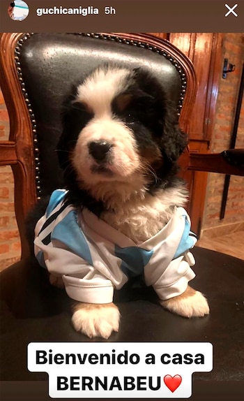 Bernabéu, la nueva mascota familiar.