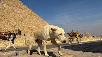 En Egipto viven aproximadamente 15