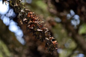 (FOTO: ARTEMIO GUERRA BAZ /CUARTOSCURO)