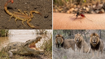 Los 10 animales más peligrosos del planeta según su impacto en la salud humana y muertes anuales