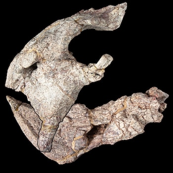 Un esqueleto recogido durante una expedición de 1963 permaneció en Londres, más de 60 años antes de revelar su identidad como una especie desconocida
