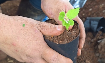 Desde la recolección de semillas hasta el cuidado de los viveros, mujeres rurales participan en un proceso que busca recuperar áreas afectadas por la deforestación. Cortesía: Coopesantos