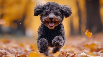 Las razas de perros pequeños,