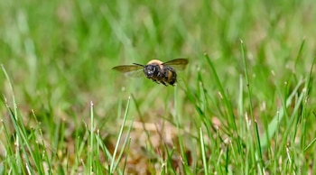 Una abeja Andrena regularis con cuerpo oscuro y tórax claro vuela horizontalmente sobre un fondo de hierba verde y borrosa