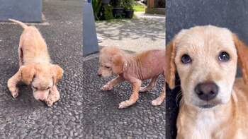 La impresionante recuperación de una cachorra que estaba desnutrida y caminaba con sus patas dobladas (Instagram LittleStepsMatter)