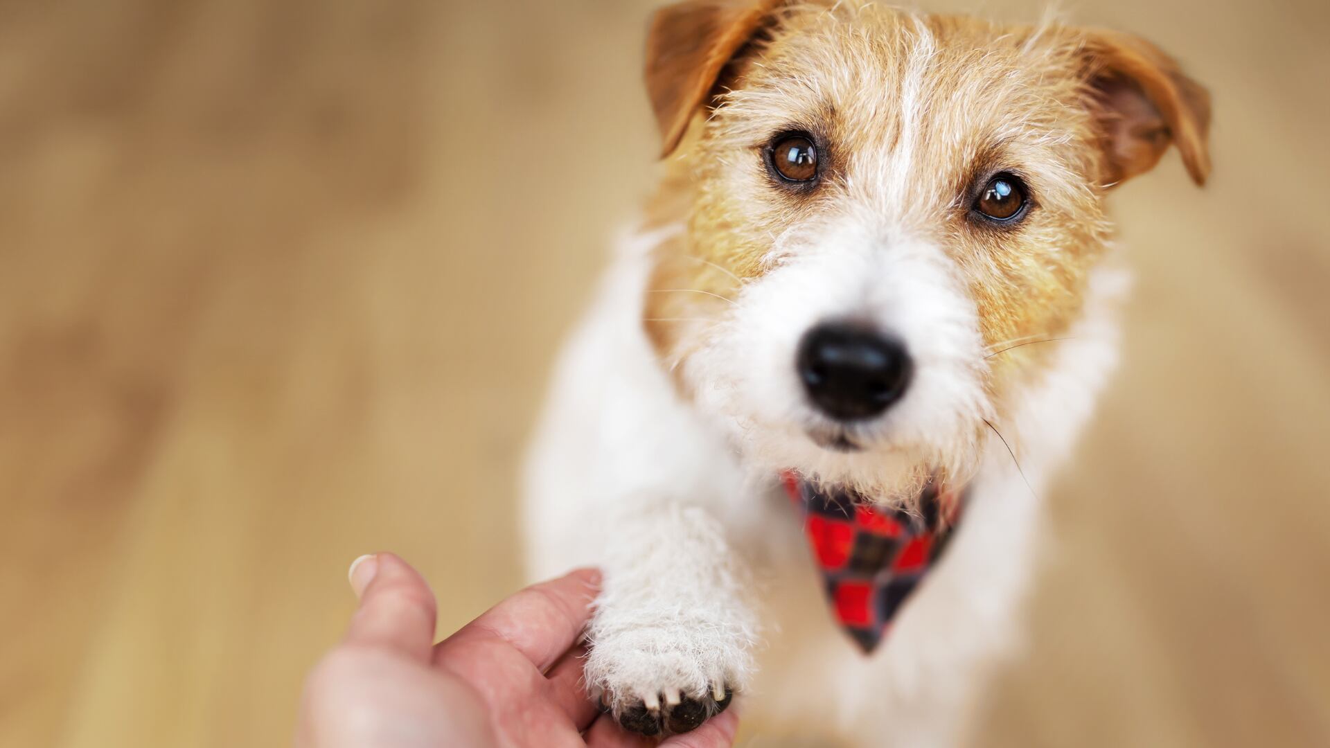 Un perro le da la patita a su dueño. (Canva)