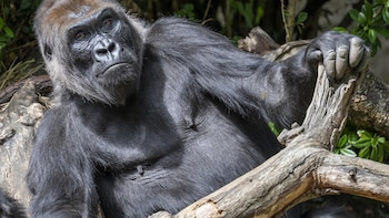 Por qué salvar animales como los monos y los simios podría ser clave para prevenir una extinción masiva