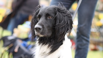 Este perro sobresale por ser