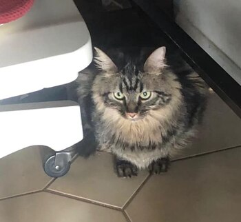 Ovie, el gato que viajó en un crucero internacional y se salvó de la eutanasia (Facebook Royal Caribbean International)