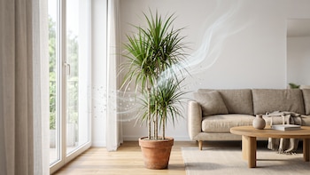 Drácena marginata: la planta de interior que ayuda a filtrar toxinas y necesita poco riego