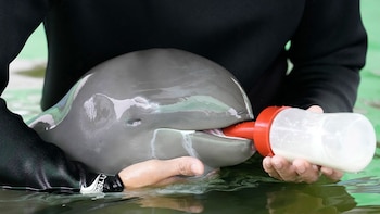 ARCHIVO - El voluntario Tosapol