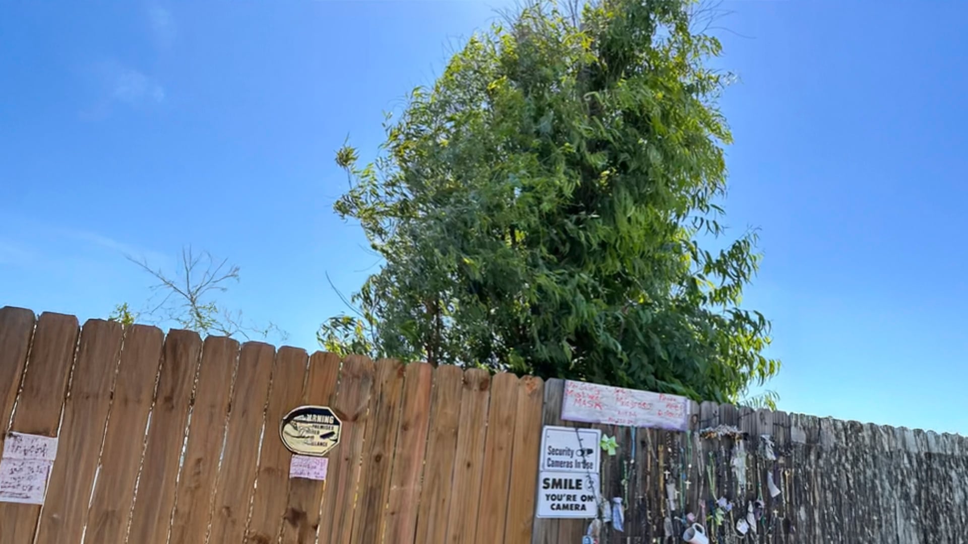 El Árbol Milagroso en Texas atrae a personas buscando sanación espiritual. (Tiktok/@brendaa.denisee)