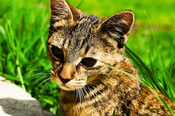 Un gato atigrado de pelaje marrón y negro mira hacia abajo entre la hierba verde