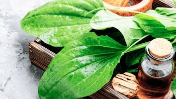 Descubre el llantén: la planta