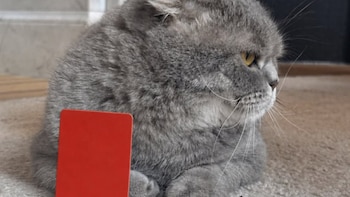 El gobierno de Bélgica reacciona con ironía a la polémica por Balogun: “declaraciones” de su gato Maximus
