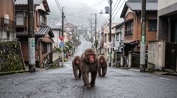 Tres macacos de cara roja caminan sobre una calle de asfalto mojado flanqueada por casas y postes de luz en un día nublado.