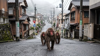 Más de 900 incidentes en un año: así una ciudad turística de Japón enfrenta una invasión de monos