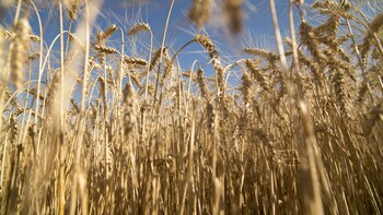 Hubo un 9% de aumento