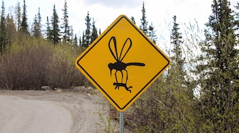 Señal de tráfico amarilla en forma de diamante con silueta negra de mosquito transportando una persona. Está al borde de una carretera de tierra con árboles.