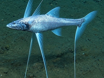 El Bathypterois grallator habita entre las cotas de 900 y 4.700, donde espera las presas que arrastra la corriente bajo presiones extremas, temperaturas cercanas al congelamiento (Captura de video)