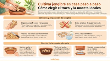 Infografía sobre el cultivo de jengibre. Muestra manos plantando jengibre, trozos de rizoma, macetas, cuchillo, tabla de cortar, agua y texto con instrucciones.