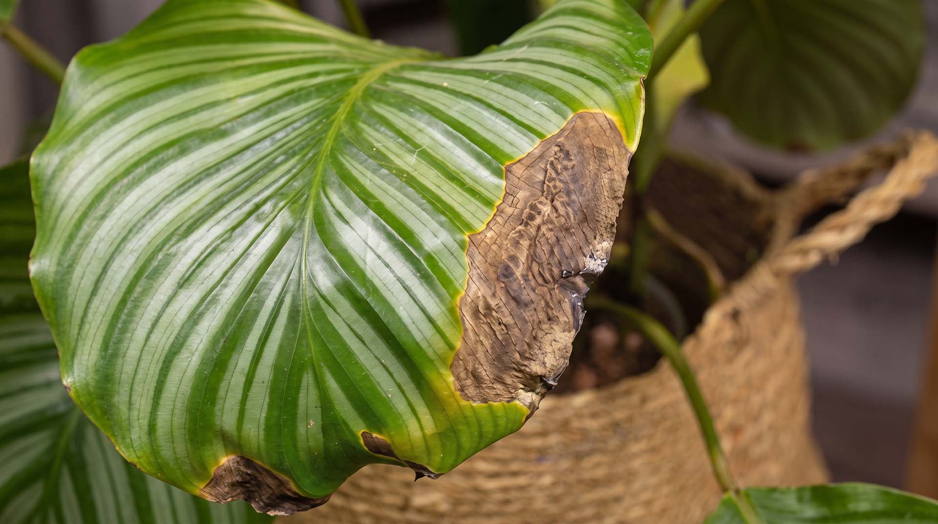 Las herramientas limpias y afiladas favorecen una poda más segura