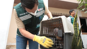 69 monos fueron rescatados de viviendas en Lima: SERFOR alerta que fueron extraídos de la Amazonía y vendidos como mascotas