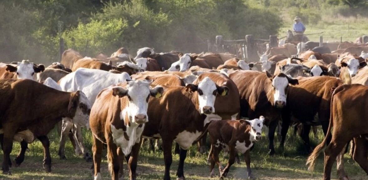 El criador estaría ganando dinero como para pensar en aumentar su stock de hembras, pero eso no está sucediendo (Revista Chacra)