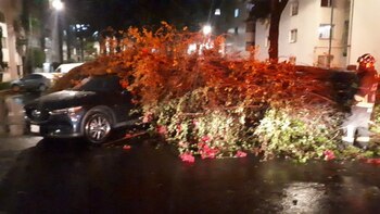un árbol cayó sobre camioneta(Foto: