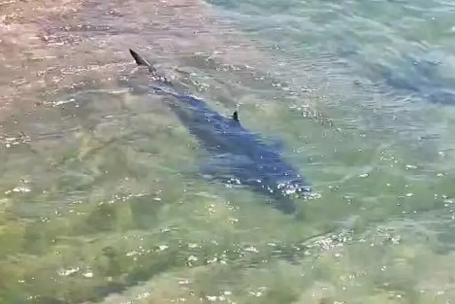 La tintorera de casi dos metros en la costa de Santoña (Cantabria). (Revarca)