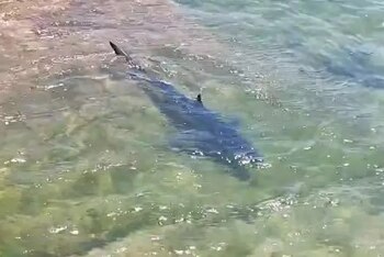 La tintorera de casi dos